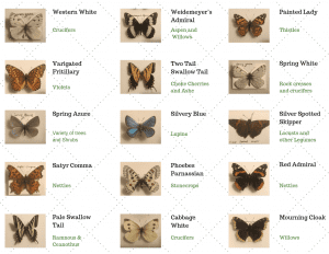 Butterfly Names