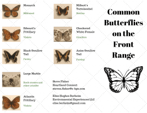 Butterfly Names