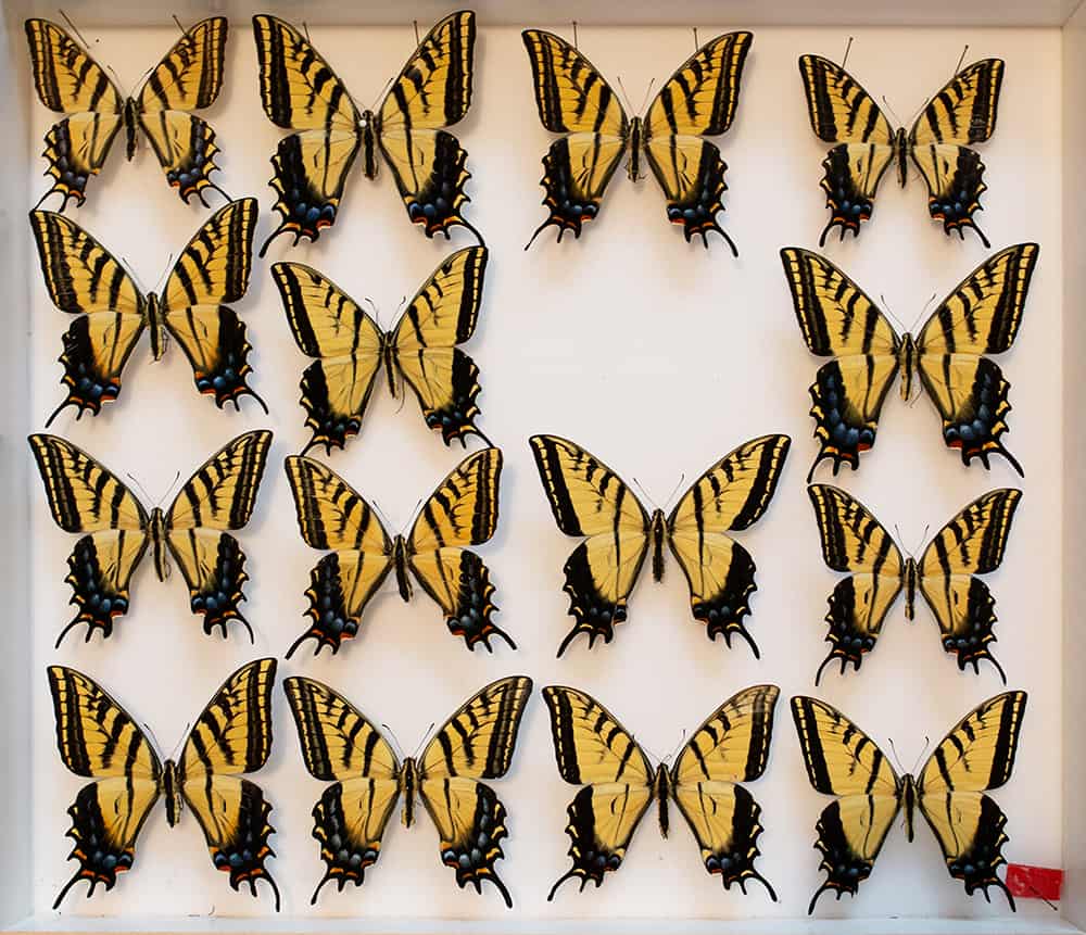 Butterflies by Steve Fisher