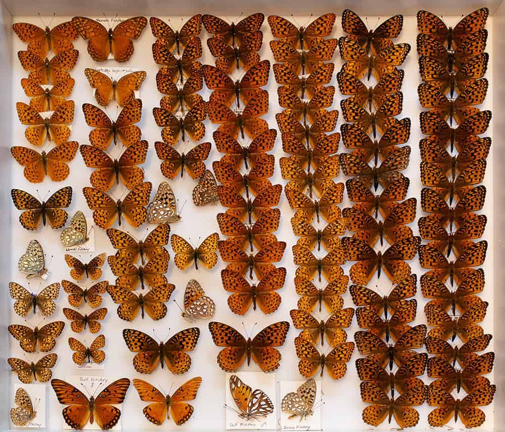 Butterflies by Steve Fisher