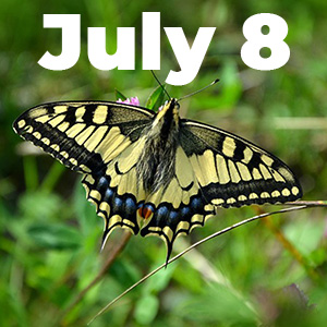 Steve Fisher Guided Butterfly Hike Palmer Lake July 8