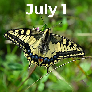Steve Fisher Guided Butterfly Hike Palmer Lake July 1