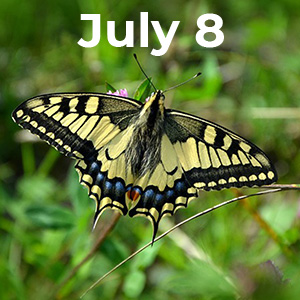 A business networking event featuring a butterfly on a flower with the text July 8.