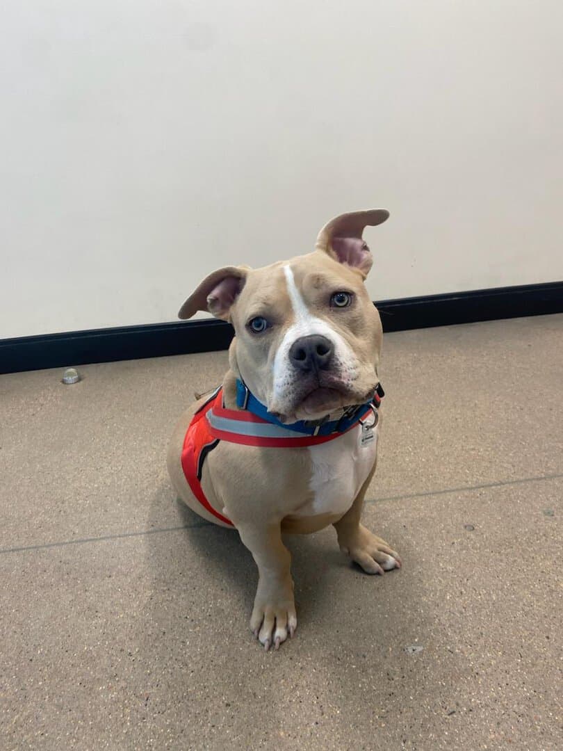 Honey-2025 – Help Autism Center Tan and white dog with a red harness sits on a brown floor in front of a plain, light-colored wall, looking at the camera.