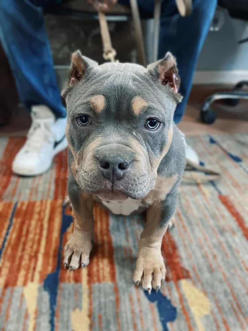 Luna-2025 – Help Autism Center A gray and tan dog with cropped ears stands on a colorful rug, looking directly at the camera. A person in jeans and white sneakers holds the leash in the background.